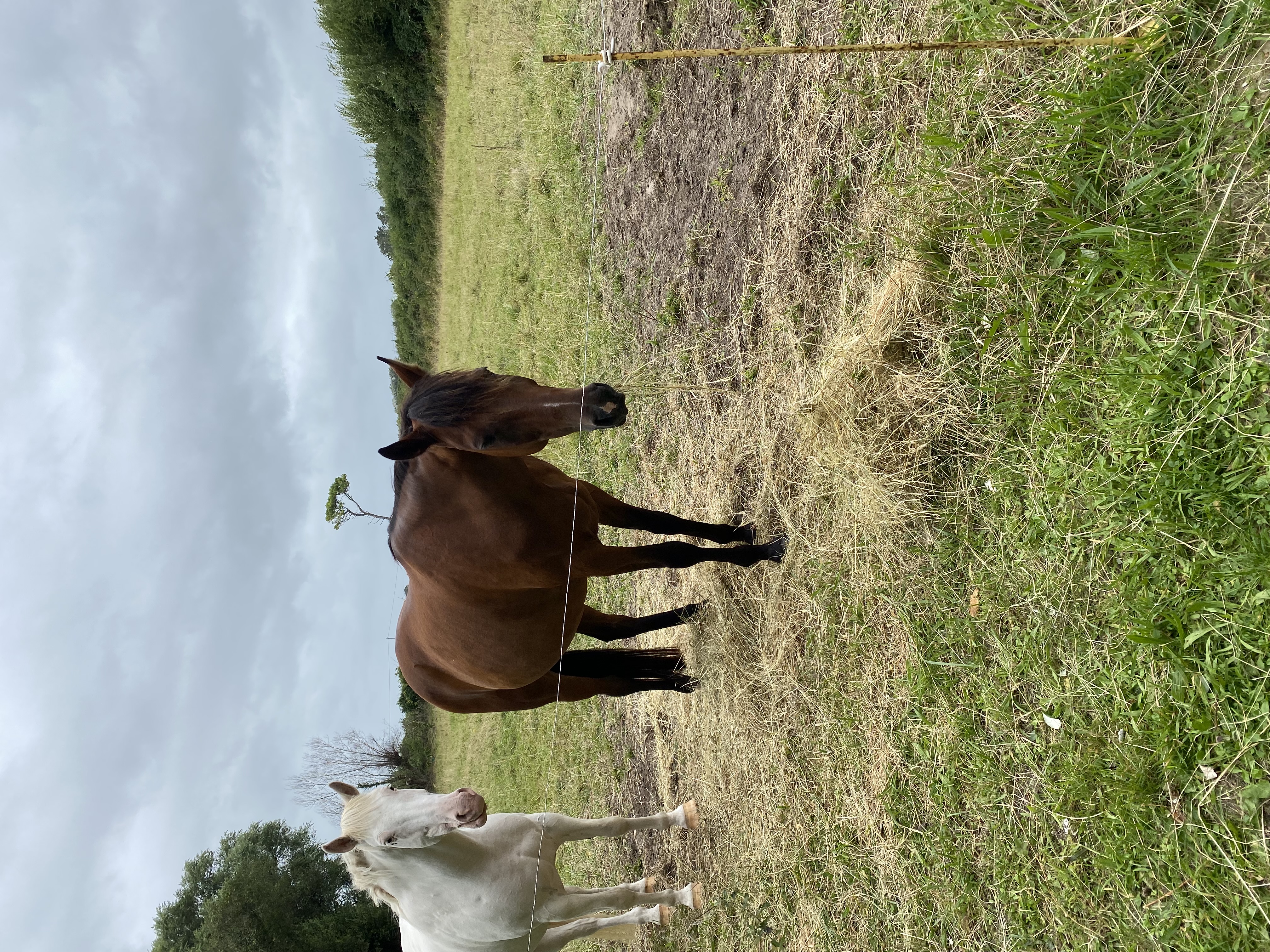 Chevaux dans les prairies du domaine Équilibre14 en Suisse Normande